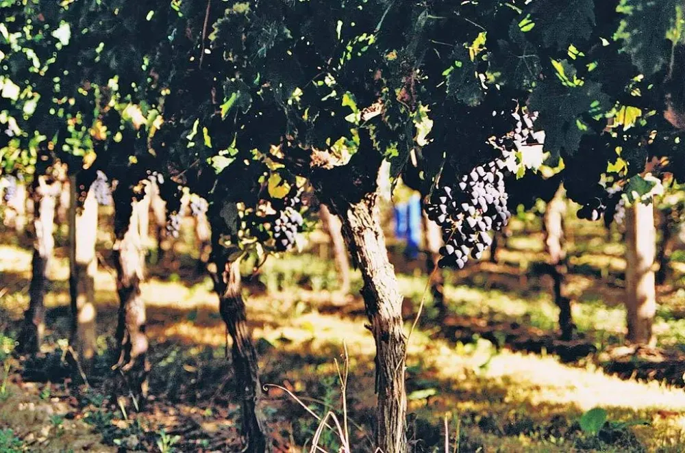 Vignoble près de Bordeaux