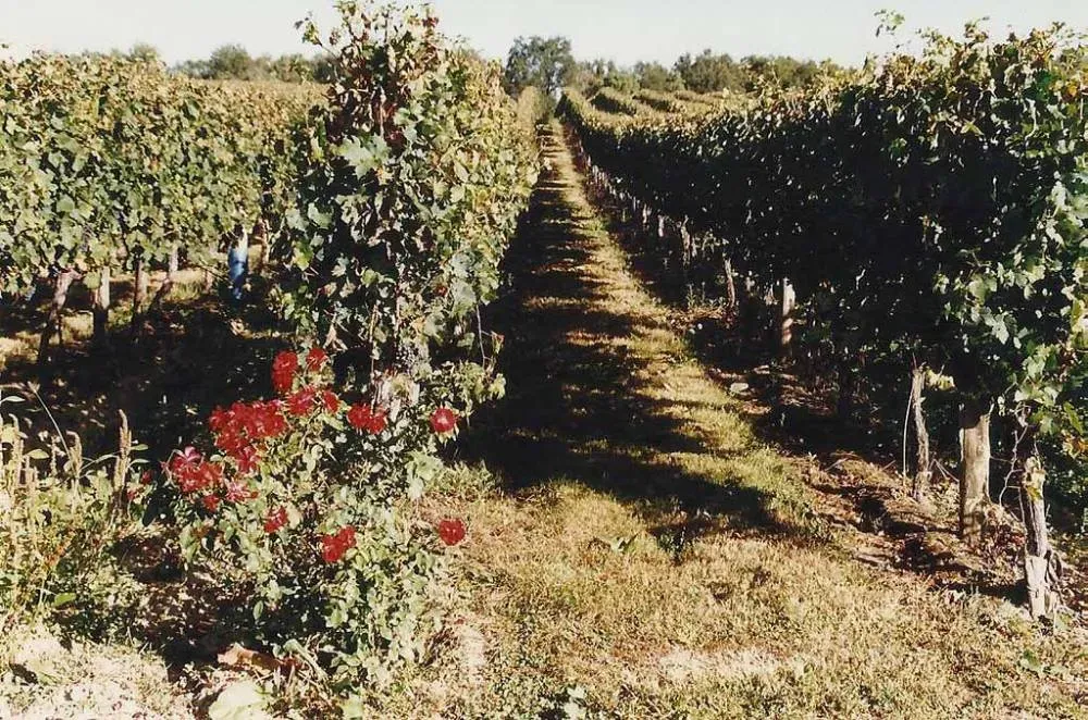 Vin biologique près de Bordeaux