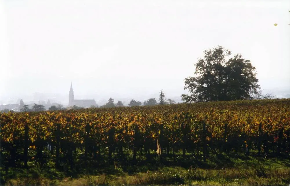 Viticulteur près de Bordeaux