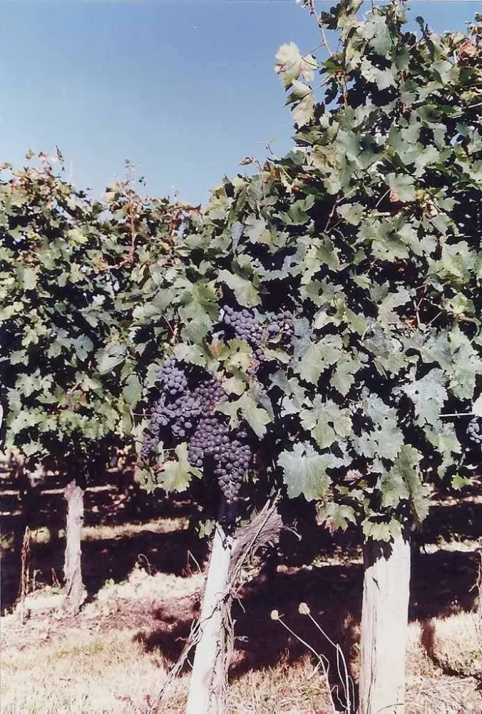 chateau-champarel